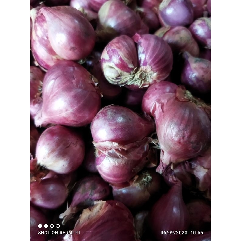 

Bawang Merah Super