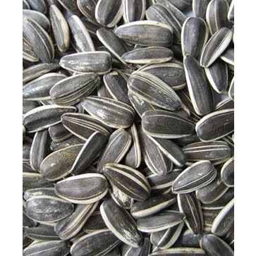 

kwaci bunga matahari rasa asin original 500gram