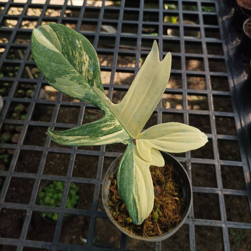 Philodendron Florida Beauty Variegata | Tanaman Hias Flobe