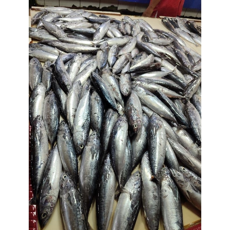 

IKAN TONGKOL KECIL 1kg