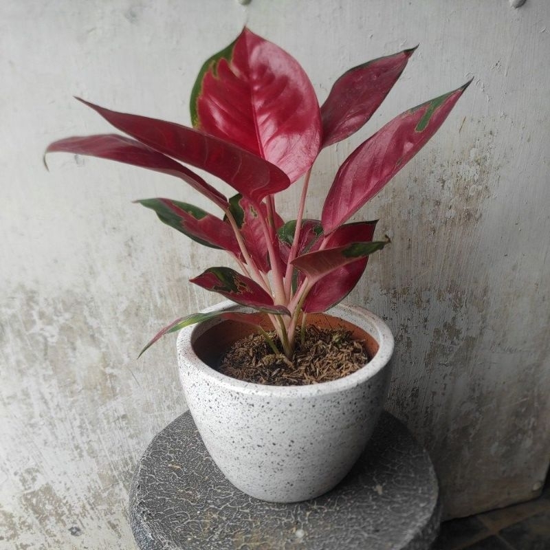 Pot Terakota Putih / Pot Tanah Liat