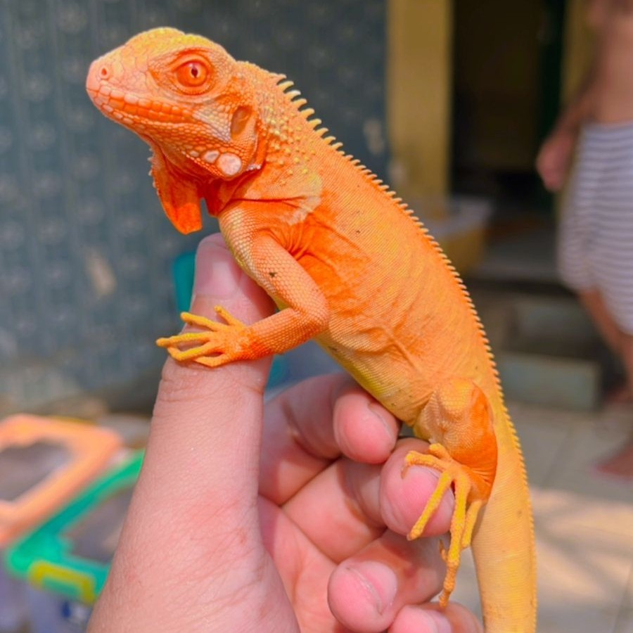 RED ALBINO IGUANA/IGUANA RED ALBINO BABY UP ±40cm NOMINUS MULUS