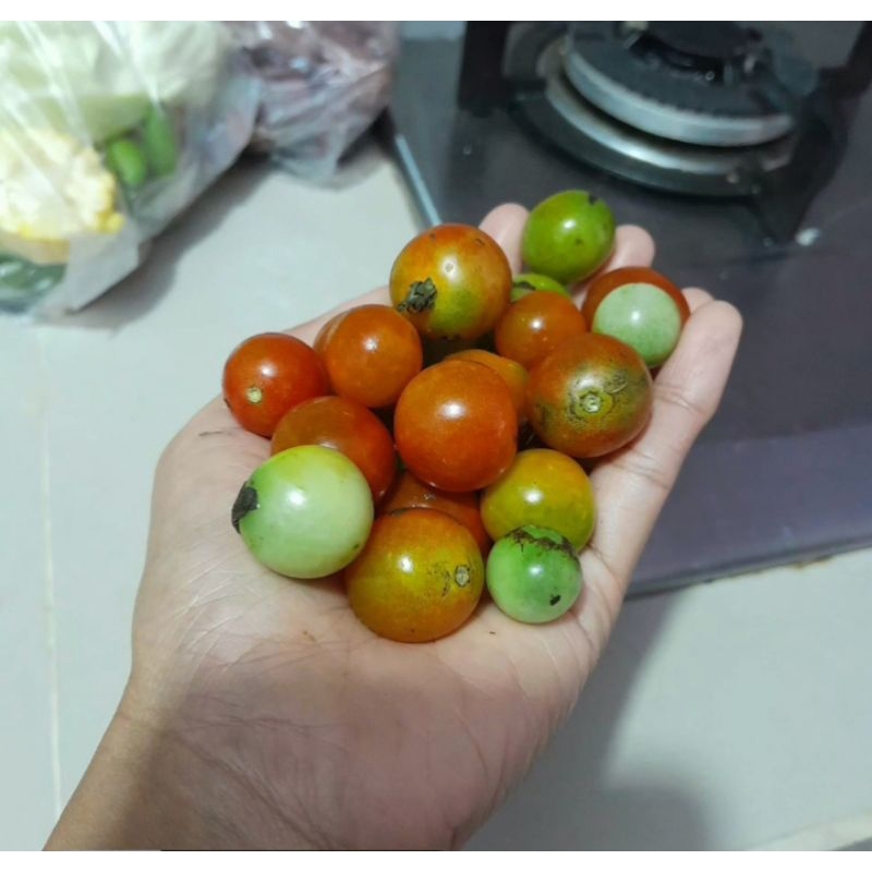 

500gr BUAH RAMPAI CUNG DUSUN DI PEKING AMAN