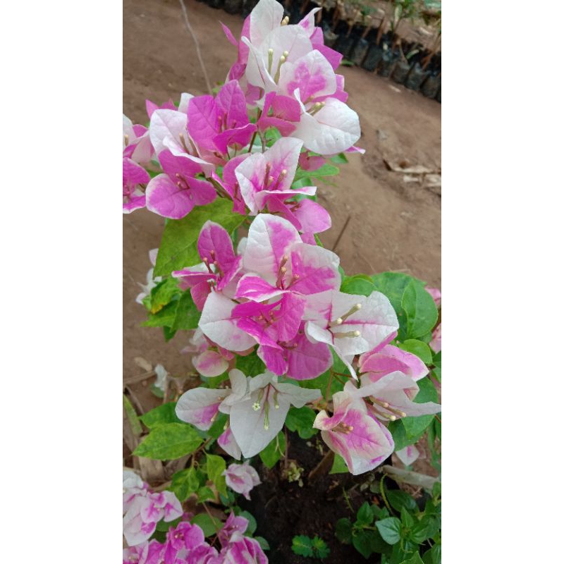 Bougenville Sakura Ice cream Berbunga