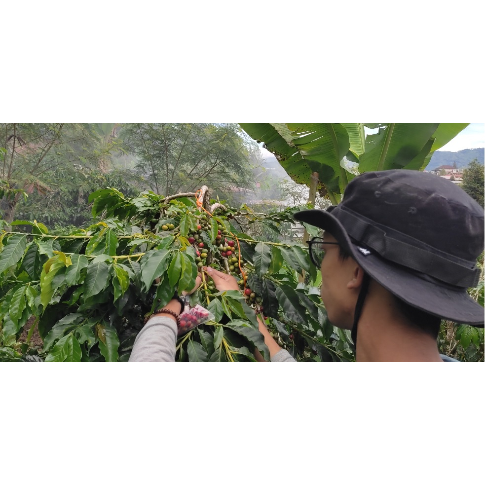 

Kopi Gayo Roasted Bean dan Green Bean bermacam Varian Berkualitas