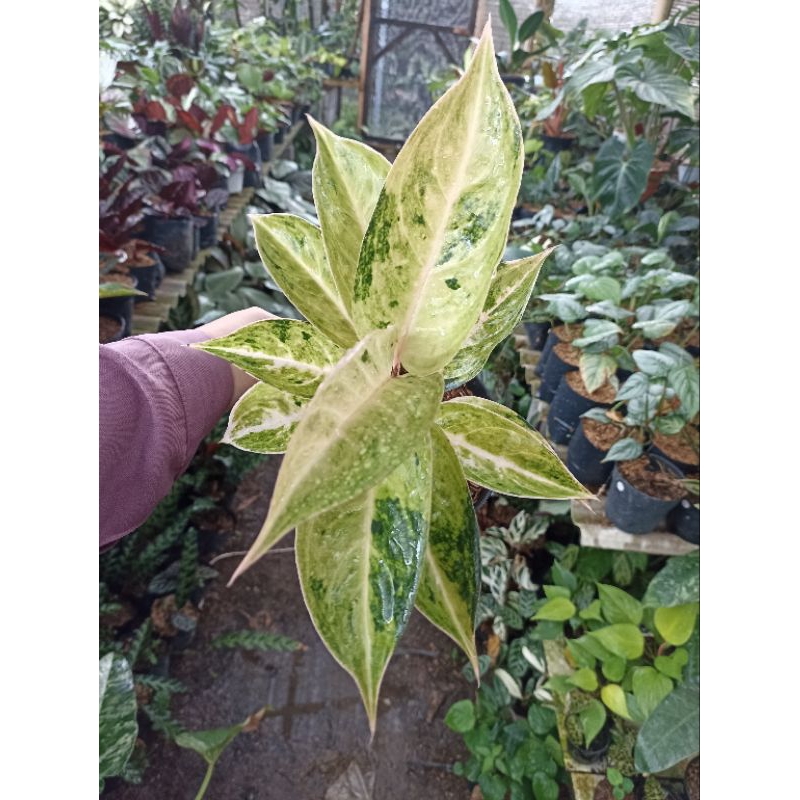Aglaonema Aglonema Claudia