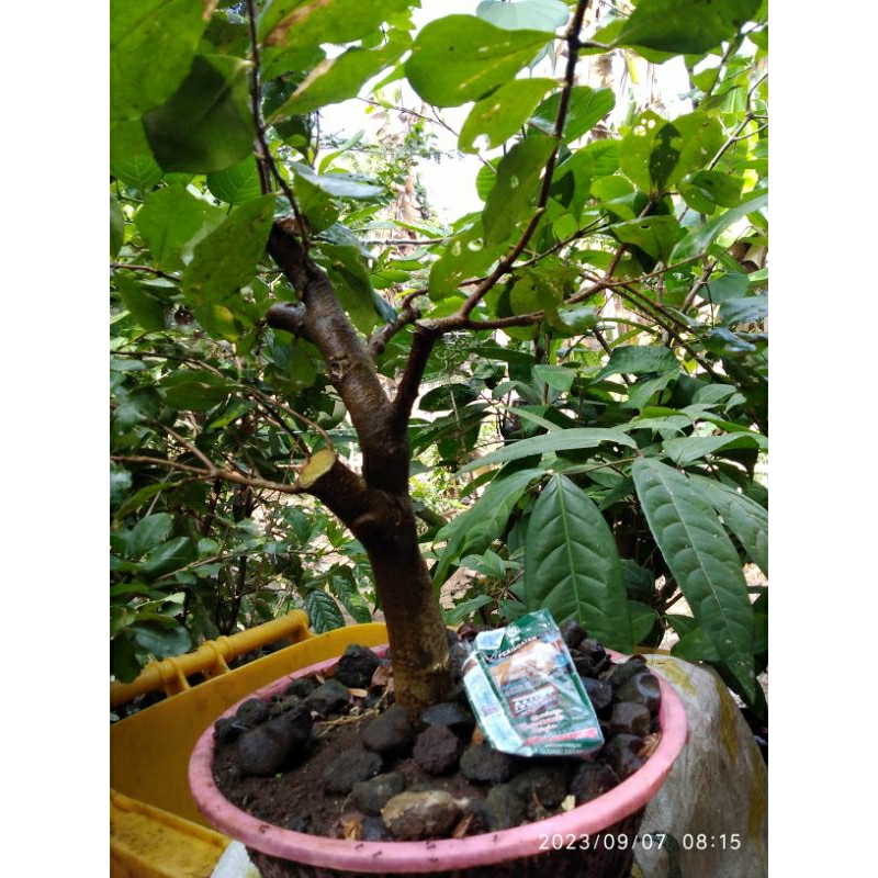 Bonggol Bonsai Sianci Kecut_01_02