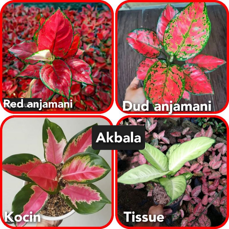 BUNGA AGLONEMA PAKET 4 JENIS REMAJA