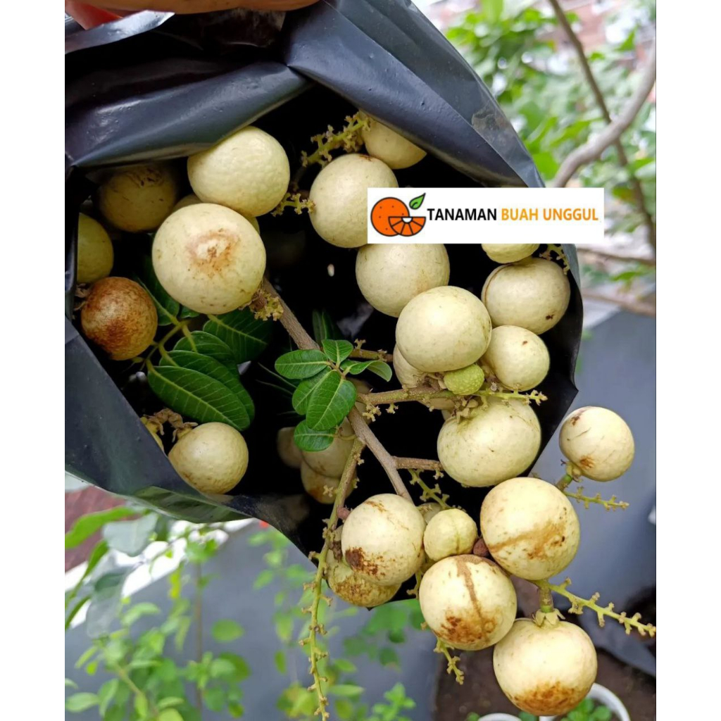 Bibit Kelengkeng Matalada Okulasi 1 meter Hasil Okulasi