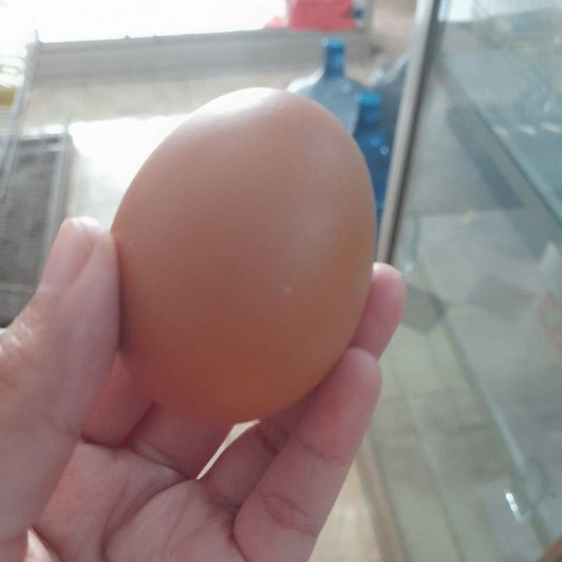 

Telur 1kg