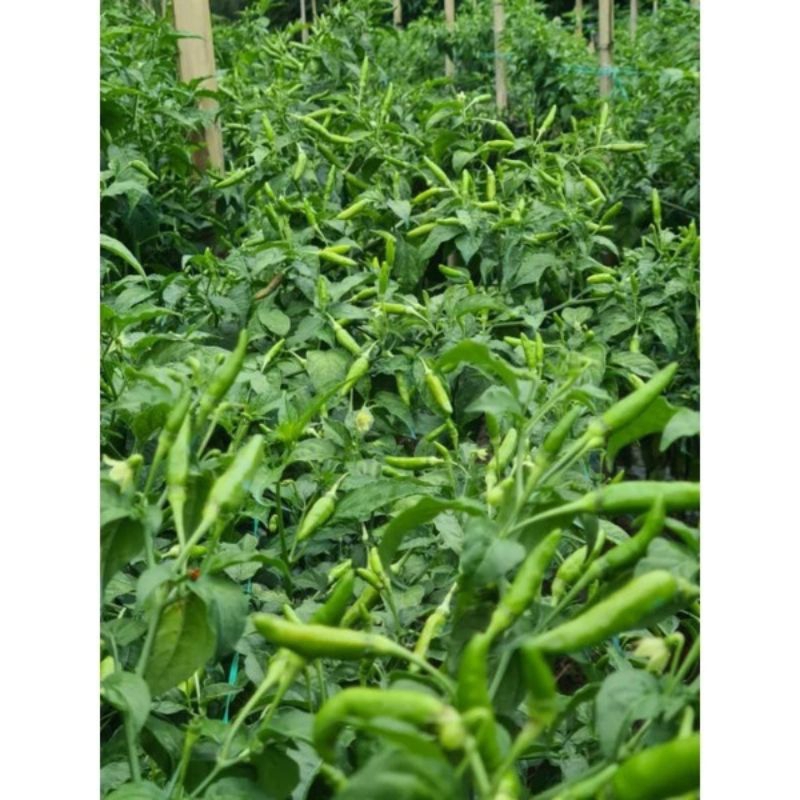 BENIH CABE RAWIT SETAN CABE PADANG SUPER PEDAS VIRAL, BERBUAH LEBAT 45g isi 6000 biji