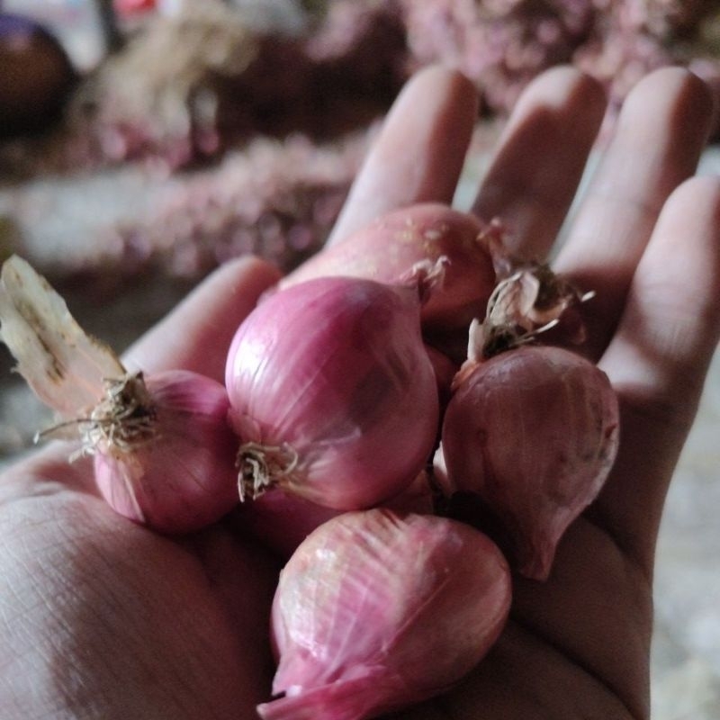 

Bawang merah asli nganjuk 1kg