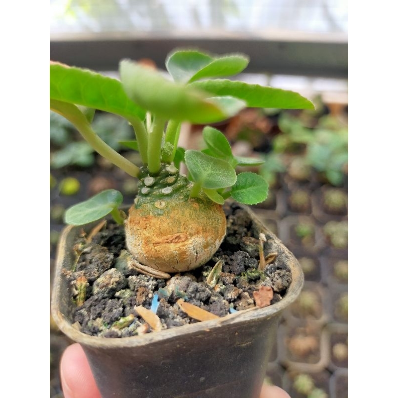 Dorstenia Foetida hybrid