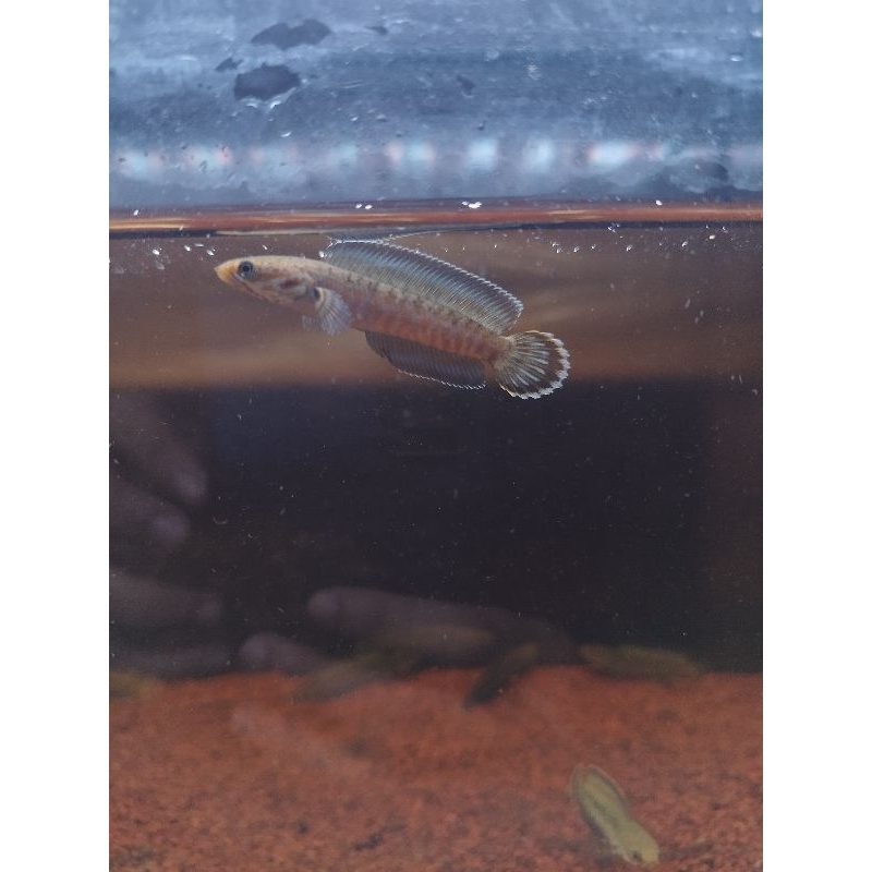 Channa andrao 6-7cm, bahan gondrong