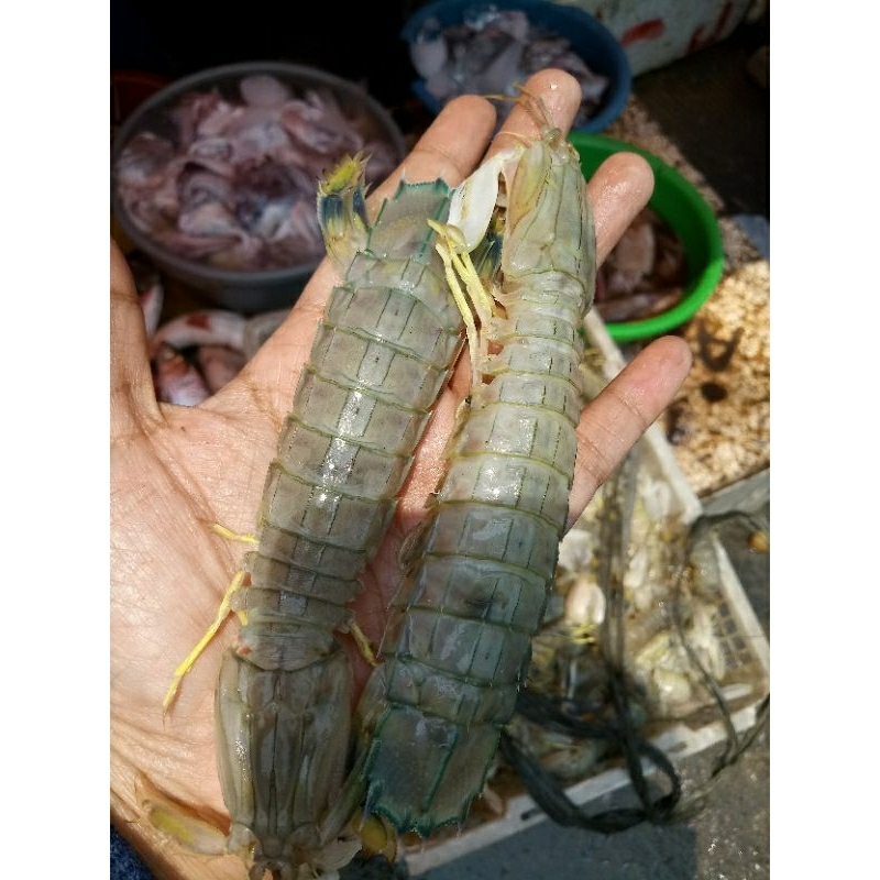 

udang ronggeng 1kg