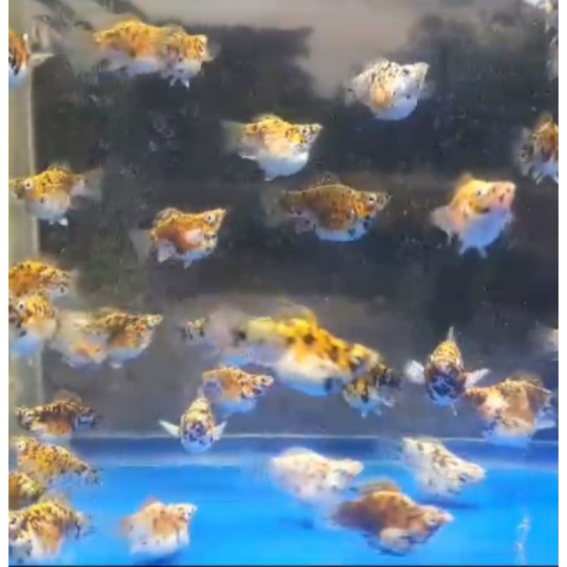 molly balon Calico merpati rountail