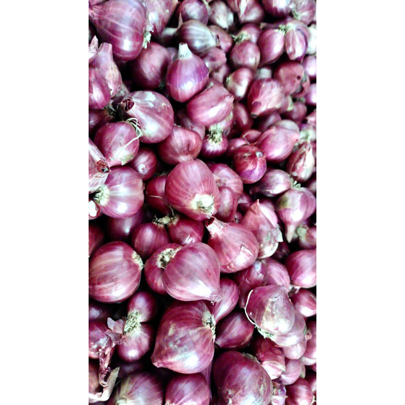 

bawang merah pengiriman jember