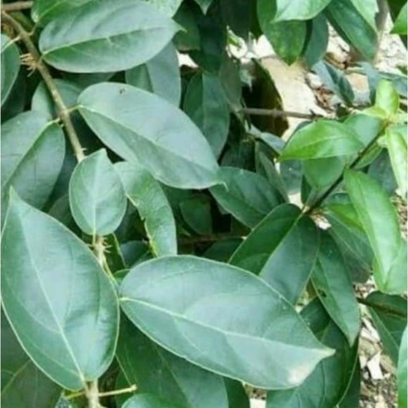

daun cincau hijau perdu| 500 gram