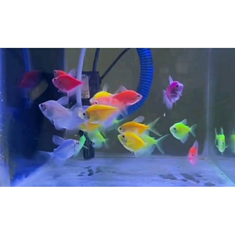 

hiasan glowfish 10 ekor