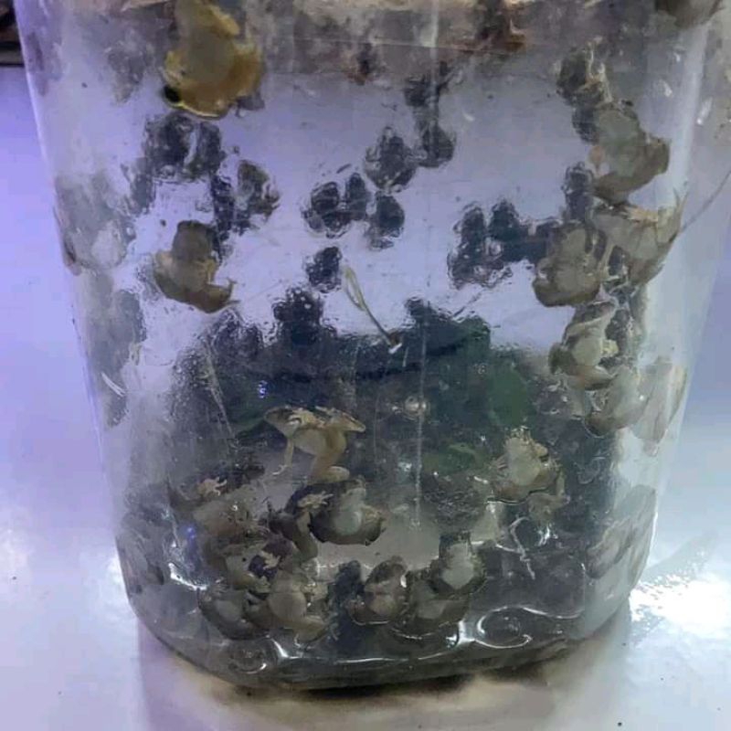Katak/kodok sawah