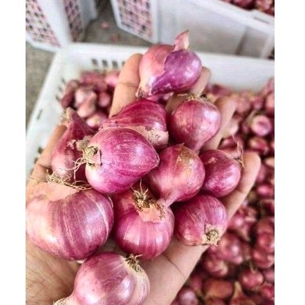 

BAWANG MERAH 1 KG