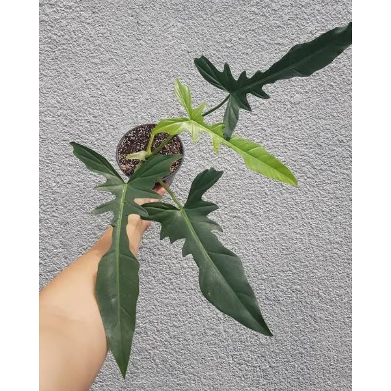 Philodendron Longilobatum / Philo Longilobatum