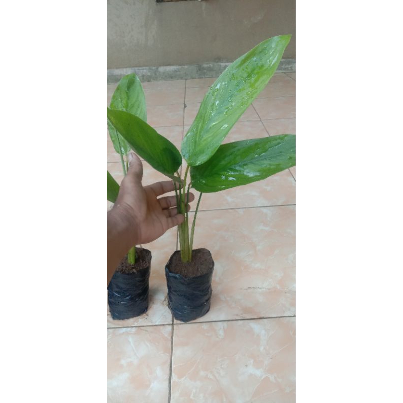 BIBIT UMBI GARUT,IRUT,PATHI IRUT