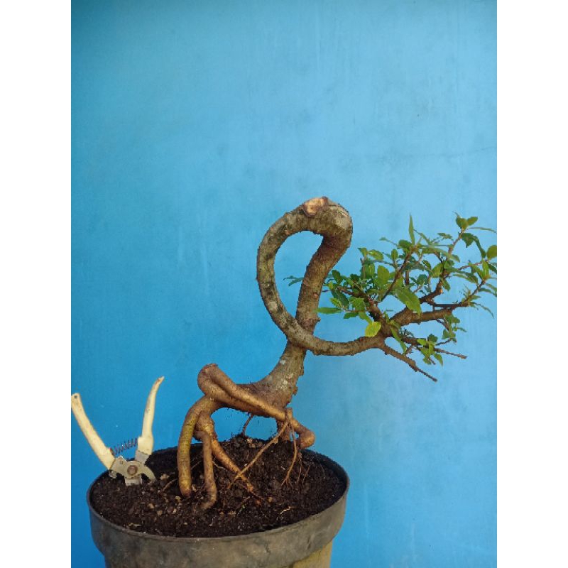 Bahan Bonsai Loa | Ficus Racemosa | Pohon Lo