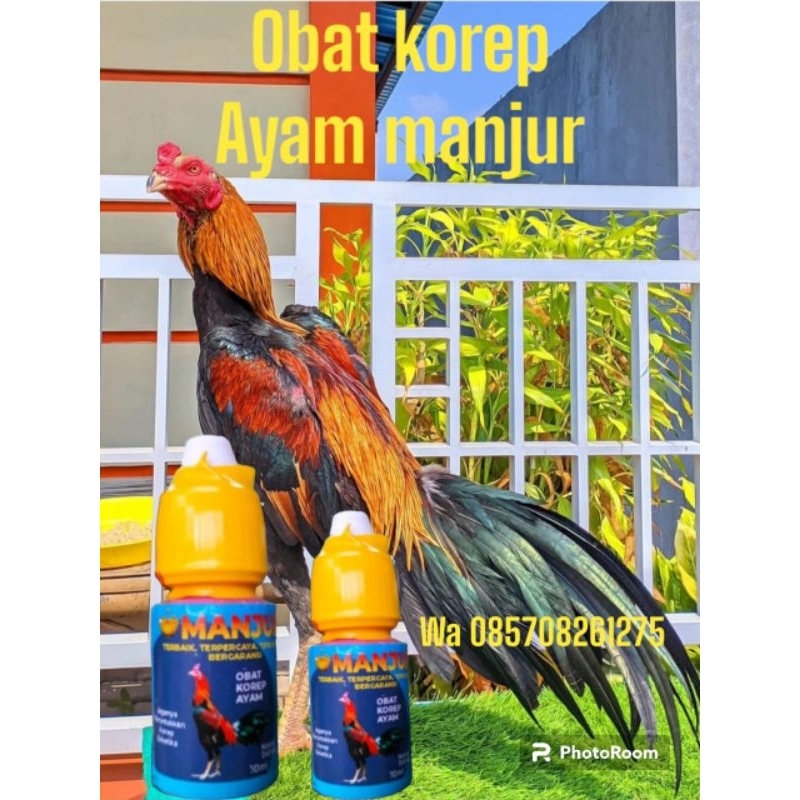 Obat Korep Kurap Ayam Aduan Super Manjur