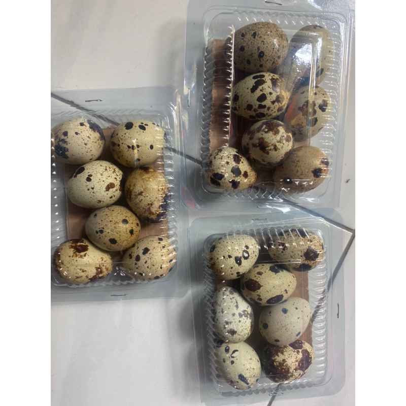 

Telur puyuh kukus isi 7-8 pcs/ mika