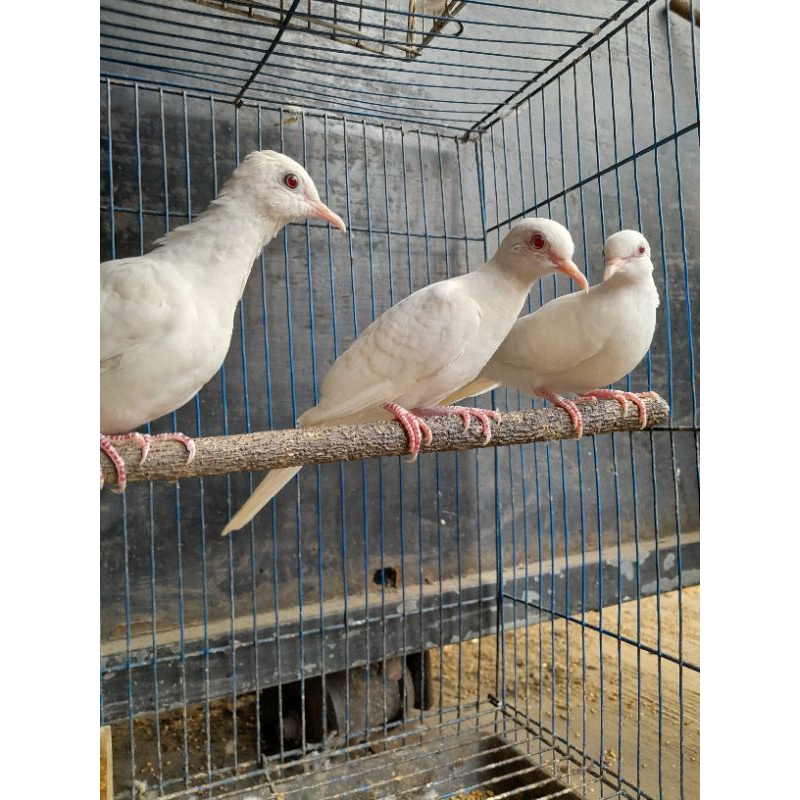 perkutut putih lurik mata merah