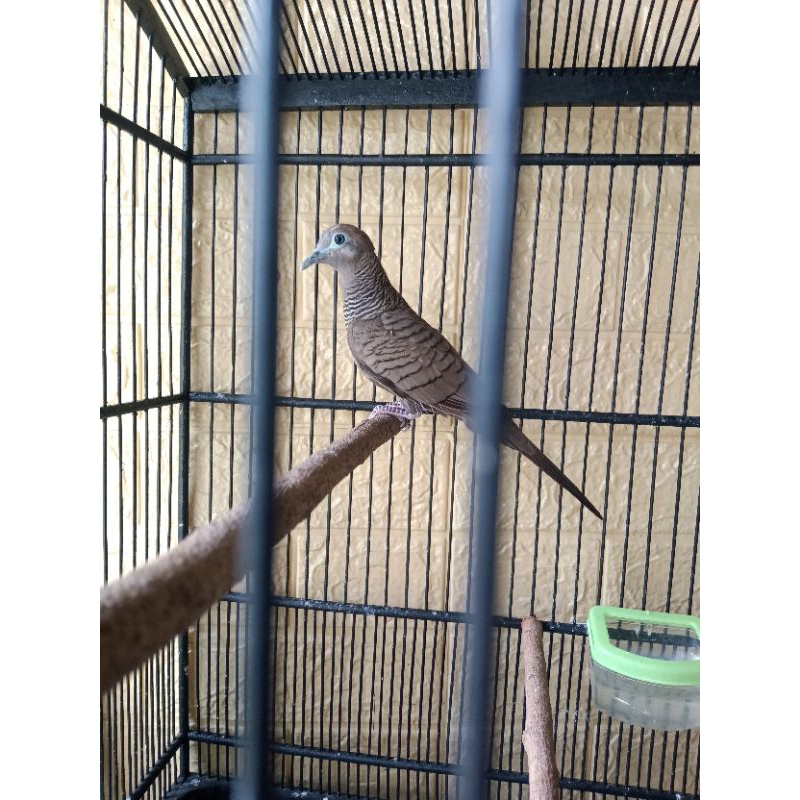 Burung Perkutut Cemani Dewasa Jantan Gojek Instan