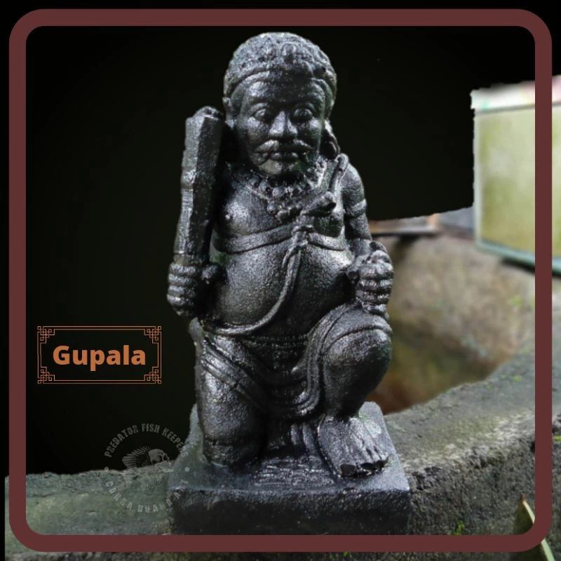 GUPALA Hiasasan Aquarium