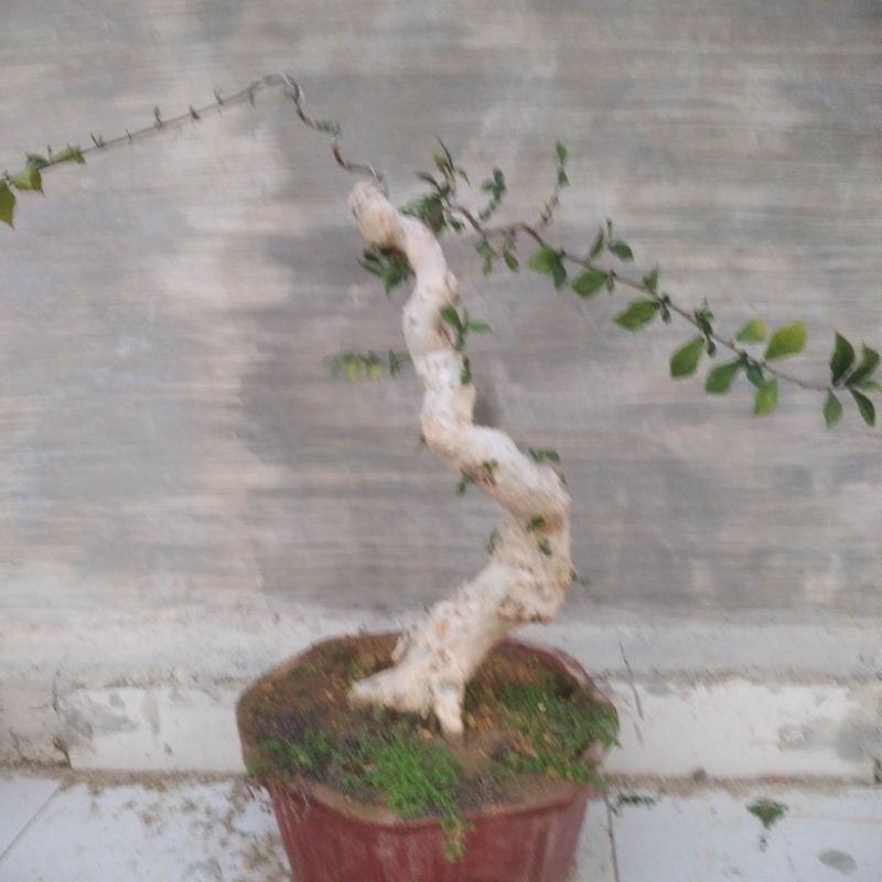 Bonsai Serut batang besar tinggi 50cm