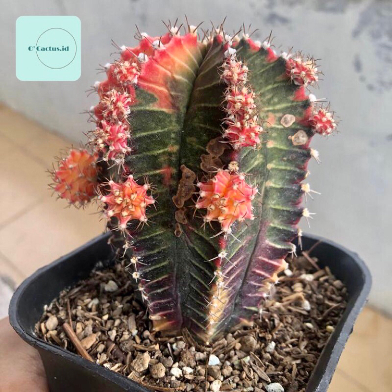 gymno starfire gymnocalycium star fire jumbo indukan kaktus miha