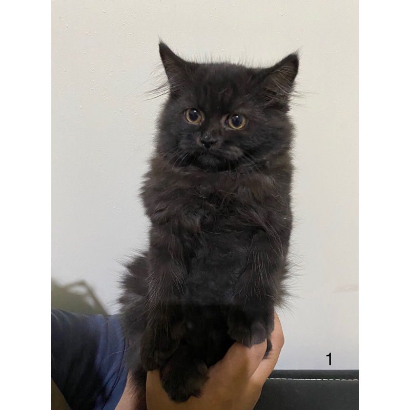 kucing persia x himalaya hitam full