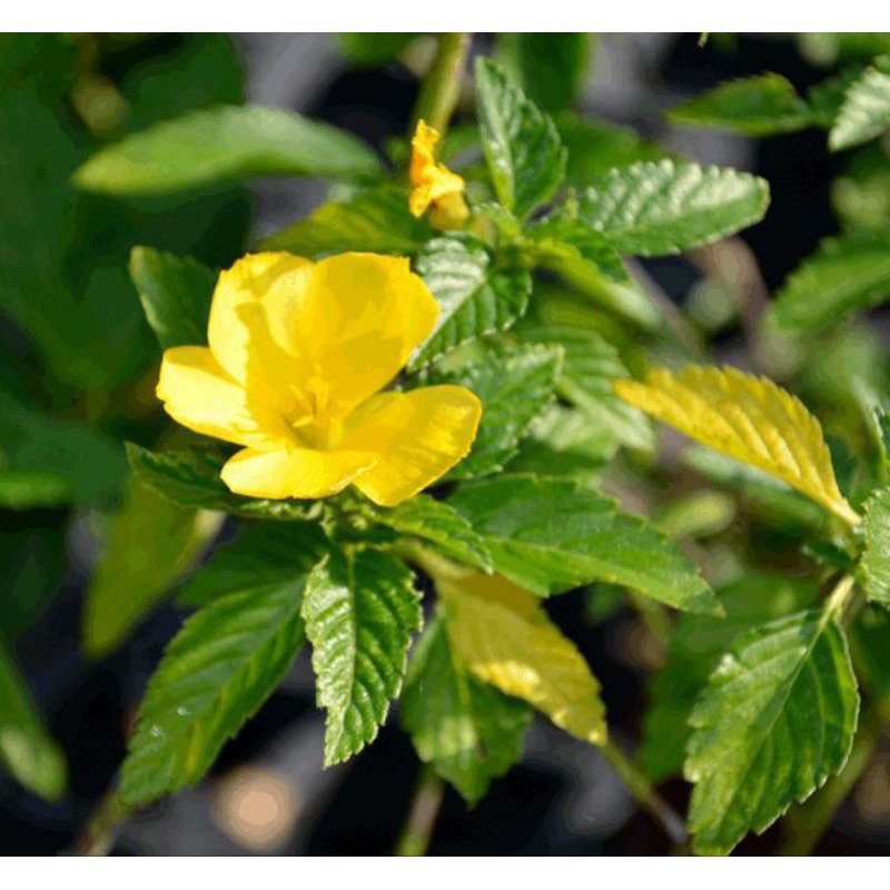 Bunga Yolanda kuning