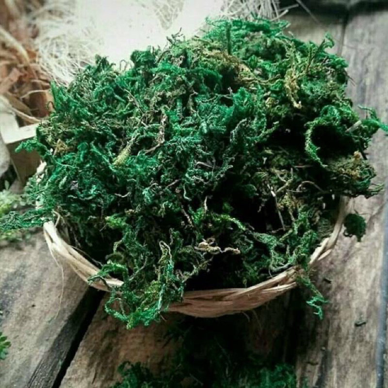LUMUT ARTIFICIAL lumut kering lumut busa bunga lumut hias rumput palsu lumut palsu