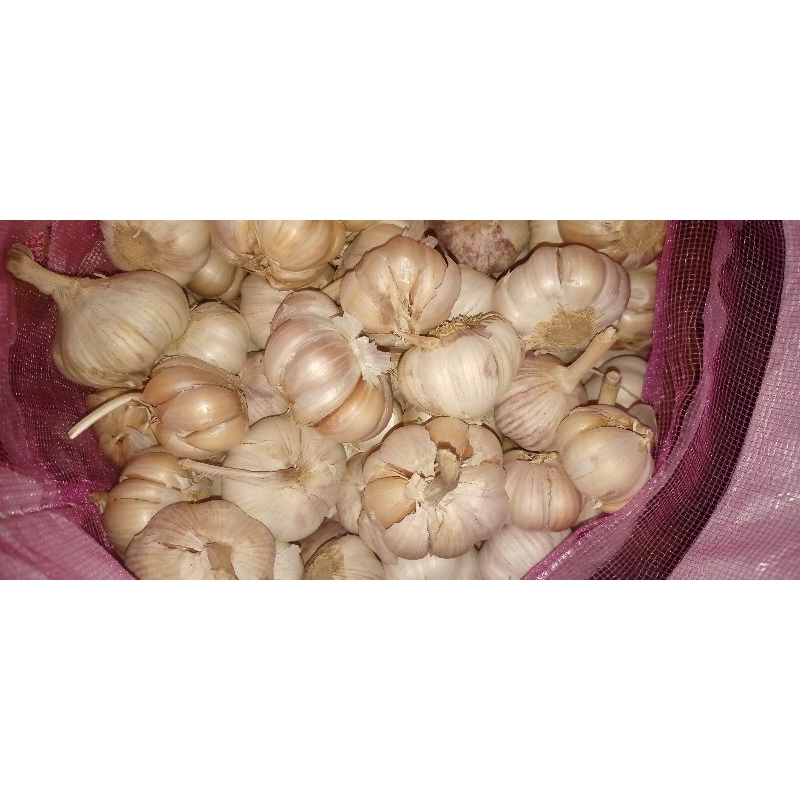 

BAWANG PUTIH BIASA DAN KATING