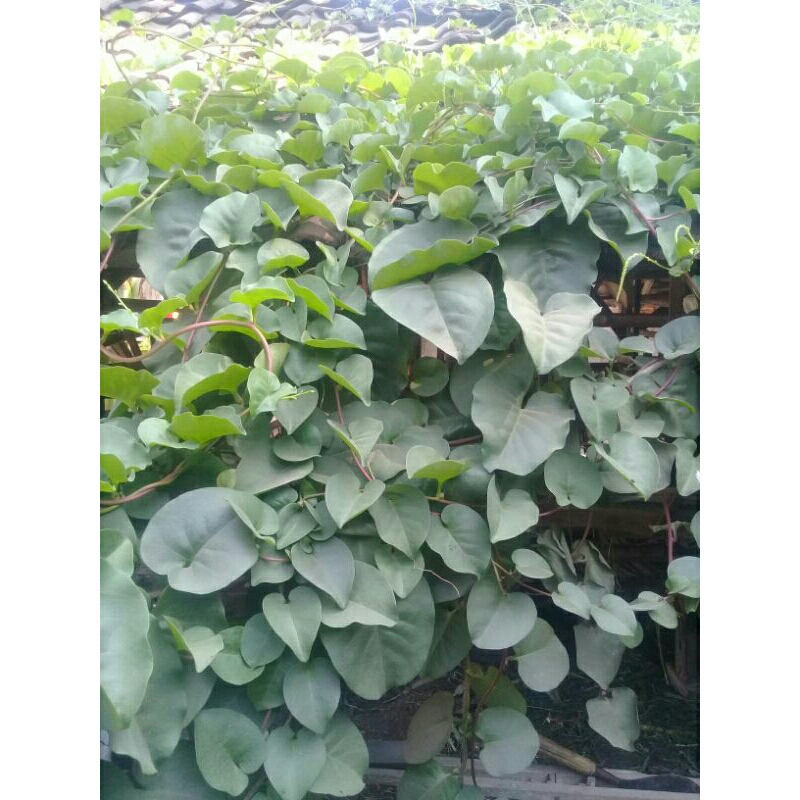 

Daun Binahong Segar