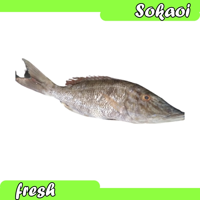 

IKAN KAKAP PUTIH IKAN SEGAR