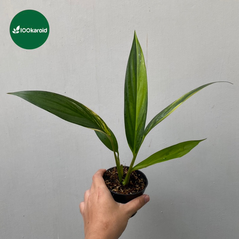 Tanaman Hias Epipremnum Amplissimum Variegata