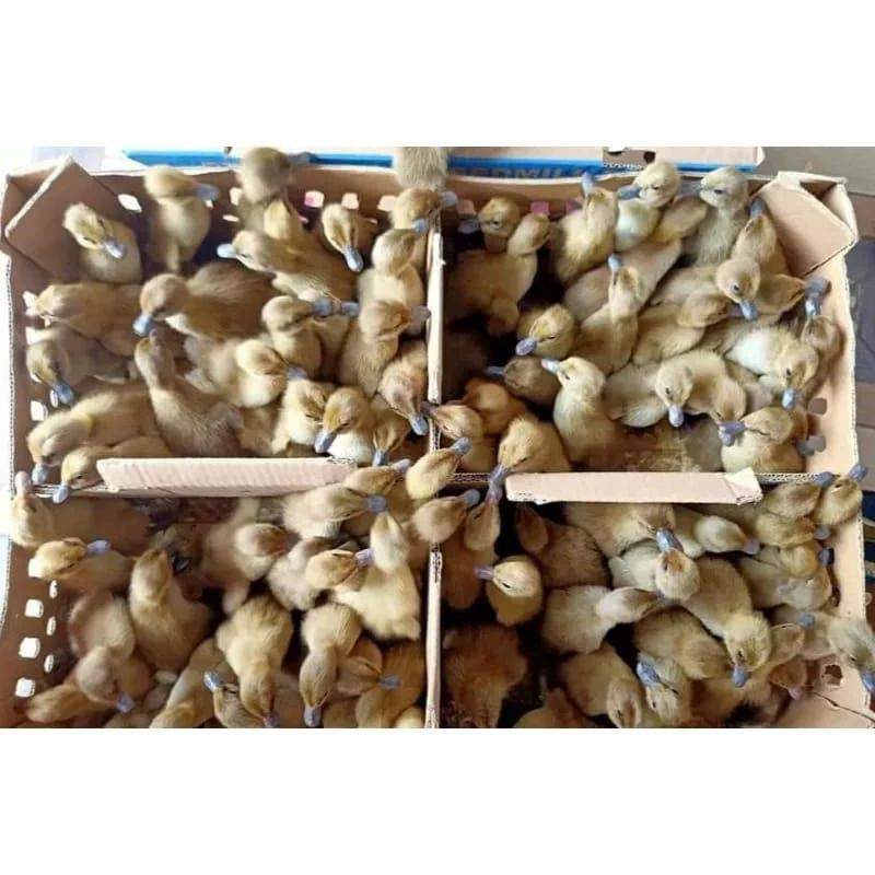 Anak Bebek Petelur Mojosari / DOD Bebek Petelur Khusus Instan