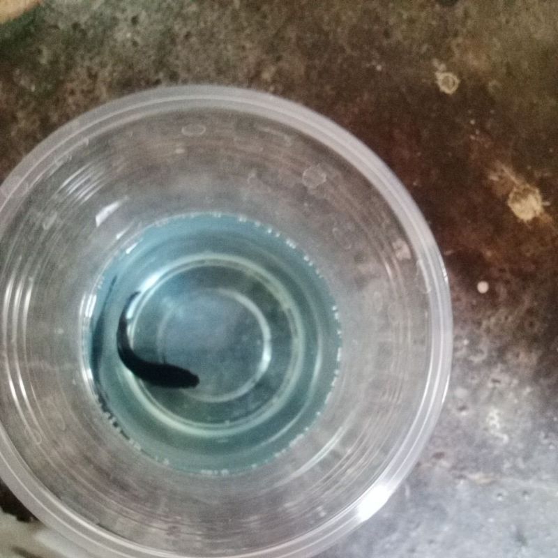 

cupang blaking laga laga medan