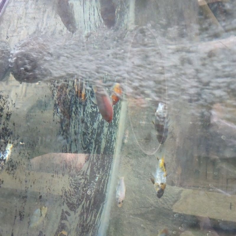 fleshsale IKAN KOI 5CM-12CM 10rb DAPAT 4 EKKKOR