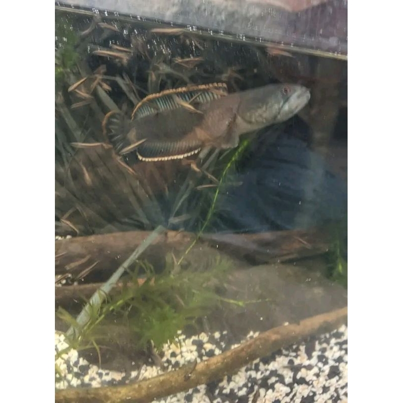 PAIR JUMBO SUPERChana Limbata Pair Proven Jumbo(bergaransi)Anakan Banyak