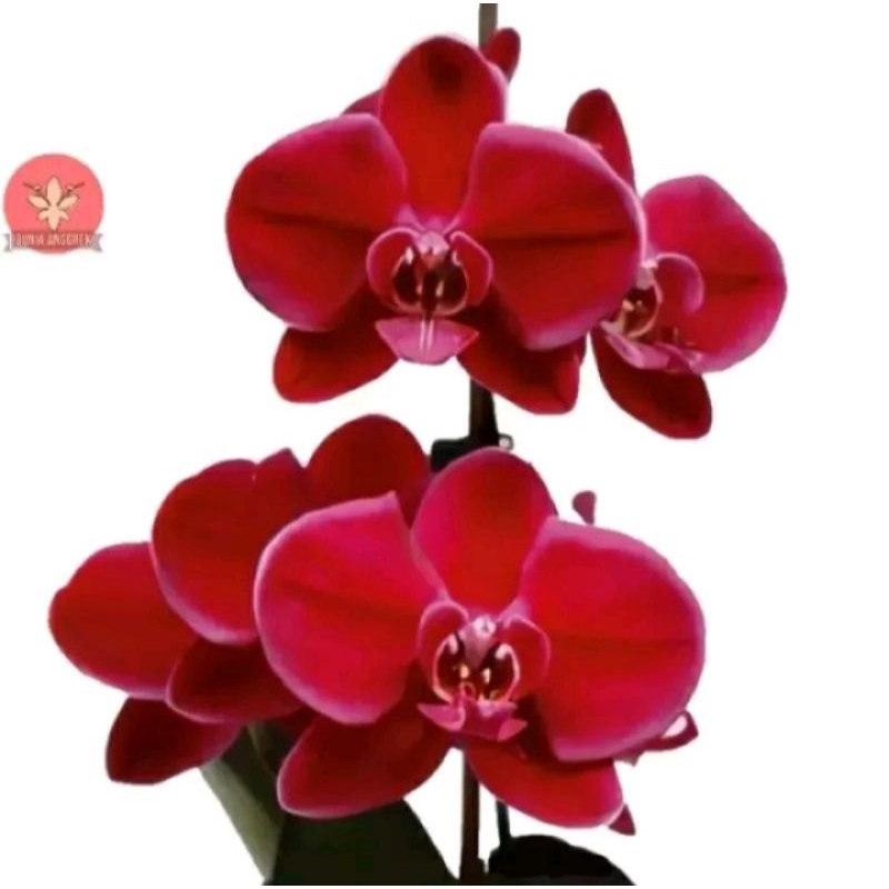 Anggrek dendrobium dewasa bunga merah marun