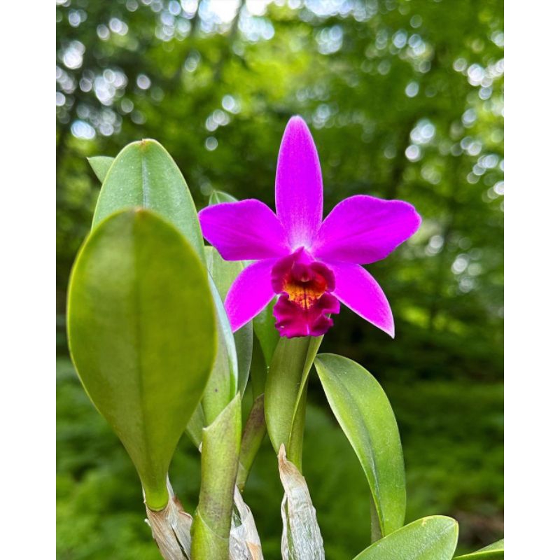 anggrek dendrobium bunga ungu