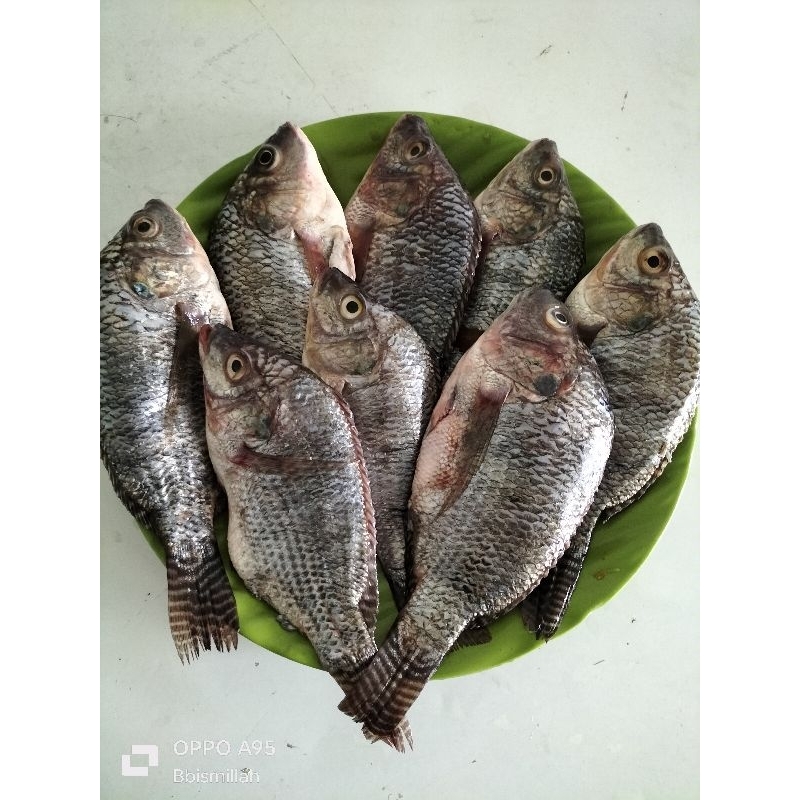 

ikan nila fresh perkg isi 8