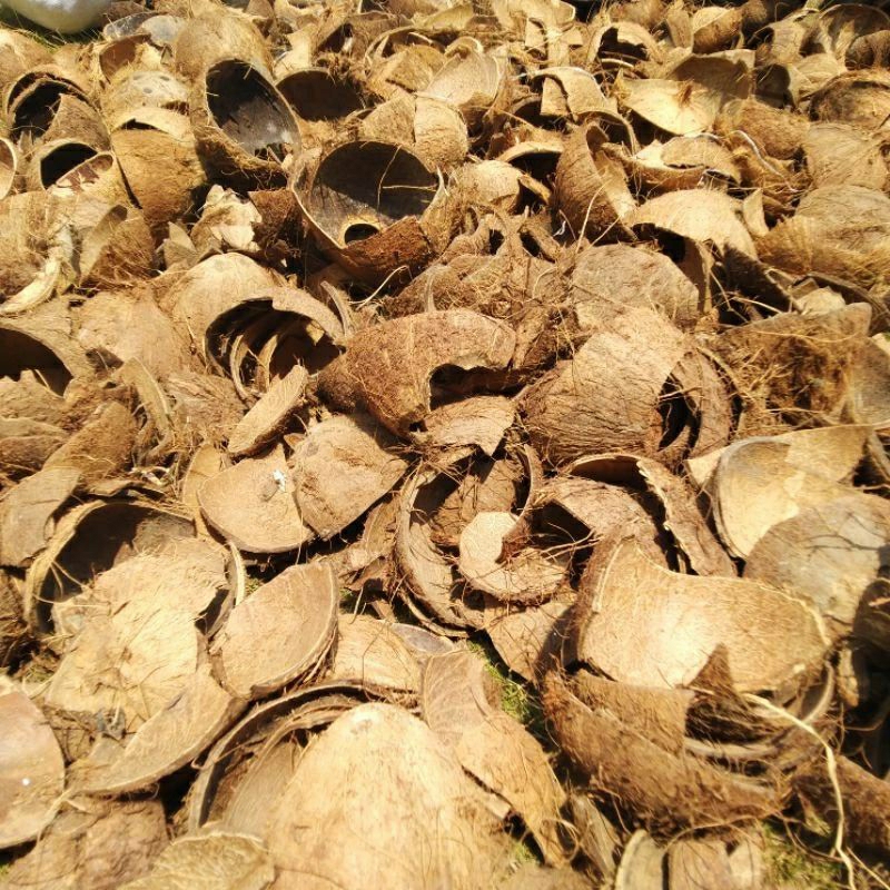 [Termurah] Batok kelapa cacah/pecah kering & siap pakai